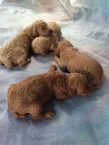 Standard Poodle Puppies for Sale By a Professional Breeder in North Central Iowa